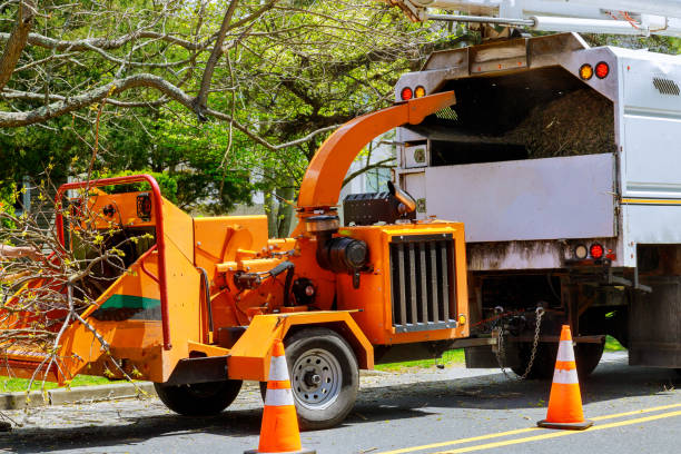 Reliable South Jordan, UT Tree Services Solutions